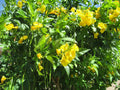 Hummingbird Vine Seeds, Yellow Flower, Perennial, 20 Seeds, Trumpet Plant, GroCo, Buy USA