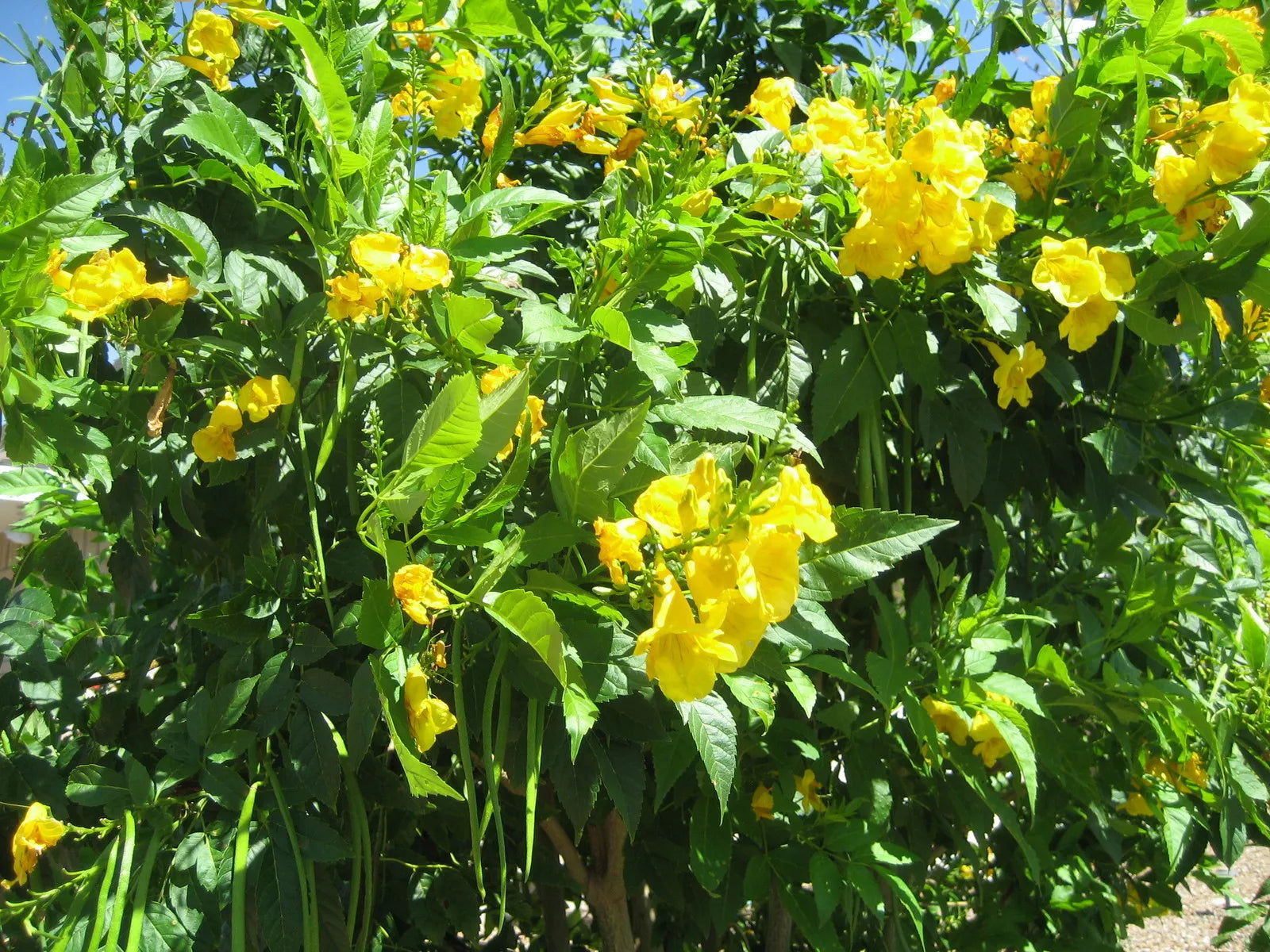 Hummingbird Vine Seeds, Yellow Flower, Perennial, 20 Seeds, Trumpet Plant, GroCo, Buy USA
