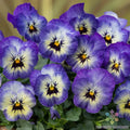 Sorbet XP Neptune Pansy Seeds - 200+ Premium Garden Seeds (Viola) - USA Grown, Free Shipping