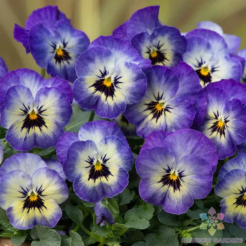 Sorbet XP Neptune Pansy Seeds - 200+ Premium Garden Seeds (Viola) - USA Grown, Free Shipping
