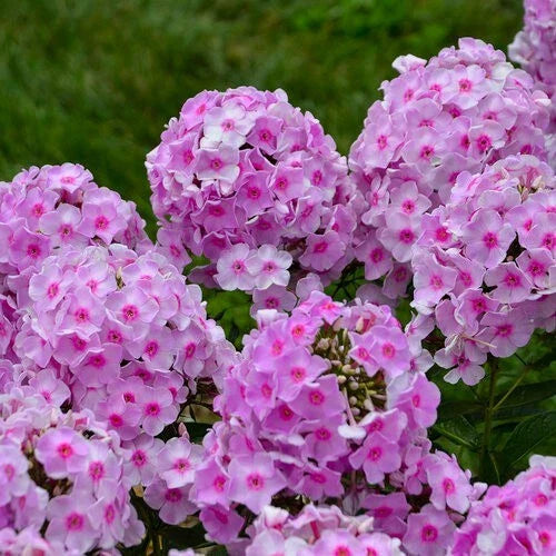 Opalescence Phlox Seeds - 100+ Pack for Garden Planting - Phlox paniculata - USA Grown, Free Shipping
