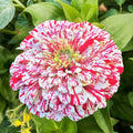 Peppermint Stick Zinnia Seeds - 100+ Flower Seeds - Zinnia elegans - Annual - USA - Free Shipping