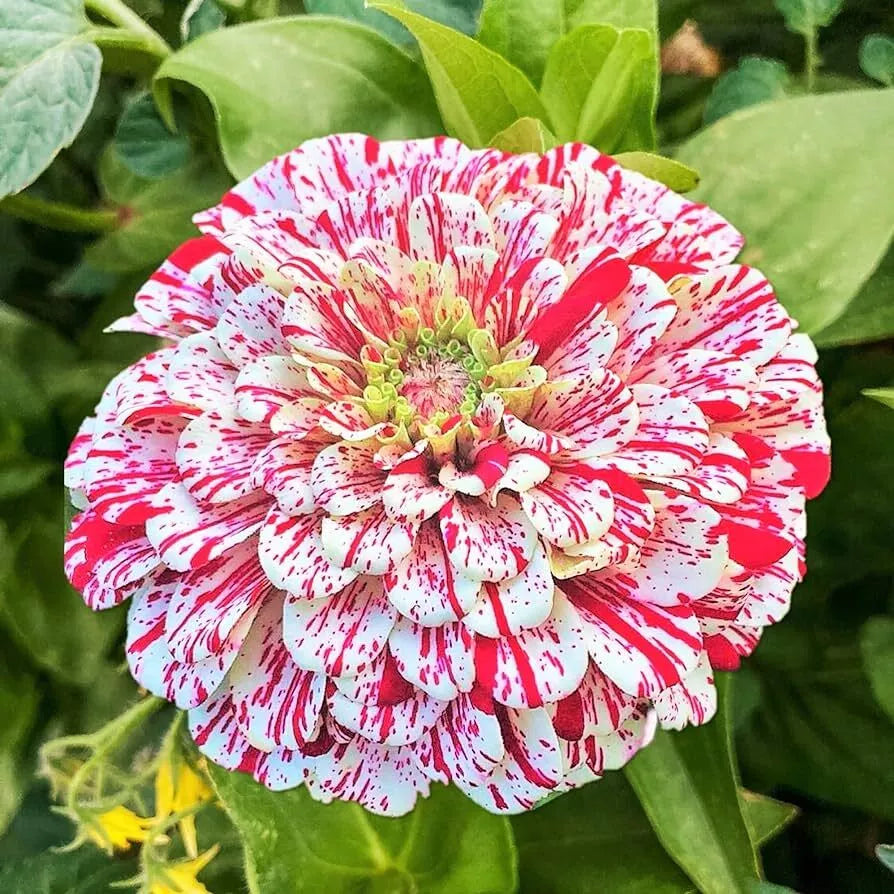 Peppermint Stick Zinnia Seeds - 100+ Flower Seeds - Zinnia elegans - Annual - USA - Free Shipping