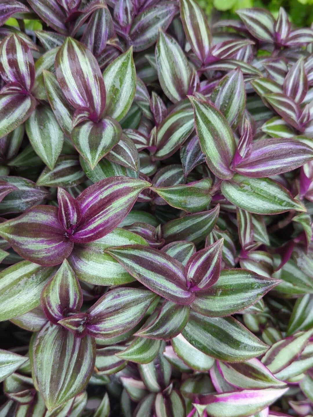 Rare Tradescantia "Evanesce" Cuttings - 8 Pieces - Resilient Wandering Jew Plant - Thrives in Extreme Cold (35°F Below)