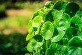 Gotu Kola Seeds for Planting - 50 Seeds - Centella asiatica, Pennywort, Herb Garden, Medicinal Plant, Organic Seeds