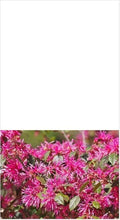 Loropetalum Plum Delight Shrub 3" - Flowering Live Plant (Loropetalum chinense) - Purple Foliage, Low Maintenance
