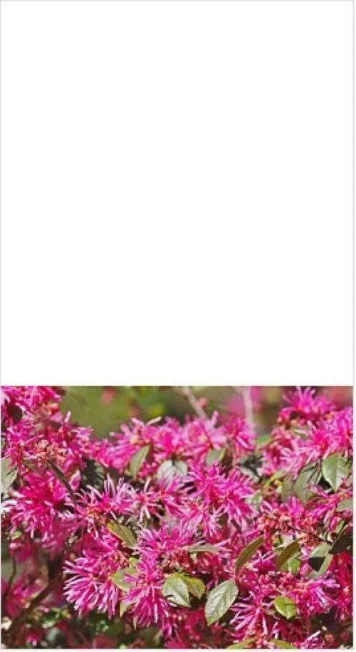 Loropetalum Plum Delight Shrub 3" - Flowering Live Plant (Loropetalum chinense) - Purple Foliage, Low Maintenance