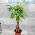 Money Tree Plant 4" Pot Pachira aquatica Live Indoor Decor Rare House Plant Green