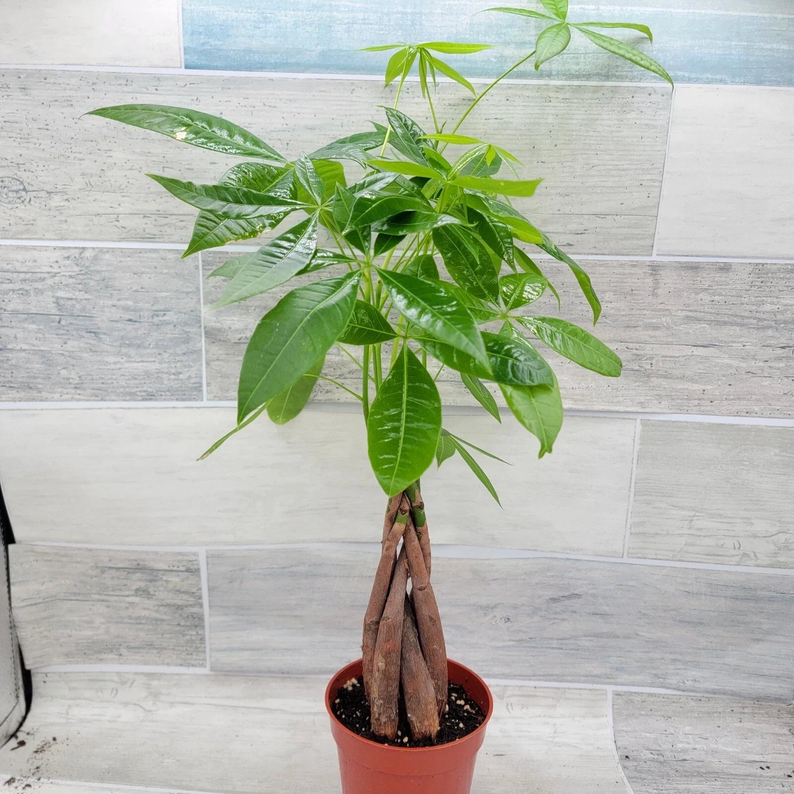 Money Tree Plant 4" Pot Pachira aquatica Live Indoor Decor Rare House Plant Green