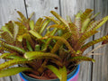 Neoregelia WILD TIGER X ZONATA Bromeliad Plant - Mini Tropical Plant, Vibrant Color, Unique Variety