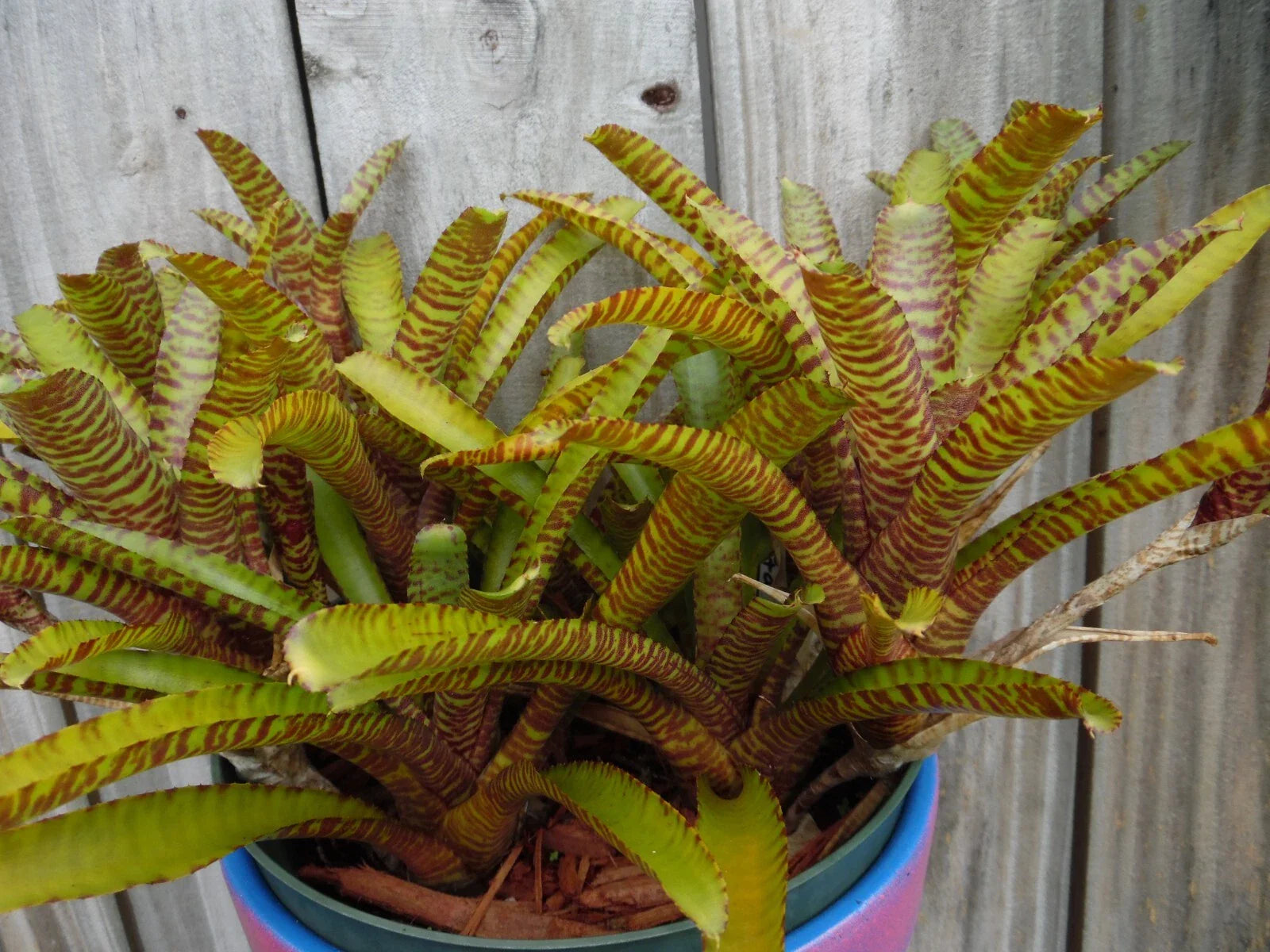 Neoregelia WILD TIGER X ZONATA Bromeliad Plant - Mini Tropical Plant, Vibrant Color, Unique Variety