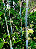 Tropical Blue Bamboo Rhizome, Blue Chungii Clumping Bamboo, Live Plant, Bambusa vulgaris var. vulgaris