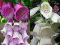 Foxglove Seeds 1000 Count Spotted Purple & White Digitalis purpurea Bulk