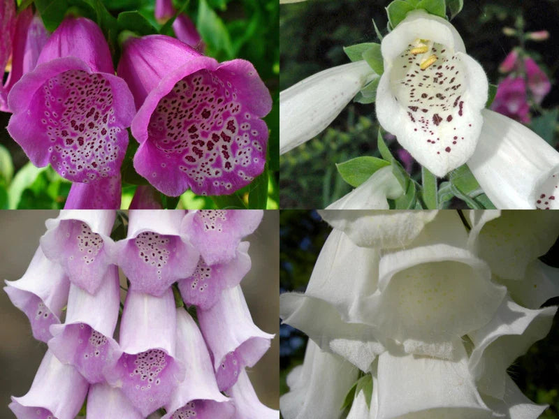 Foxglove Seeds 1000 Count Spotted Purple & White Digitalis purpurea Bulk