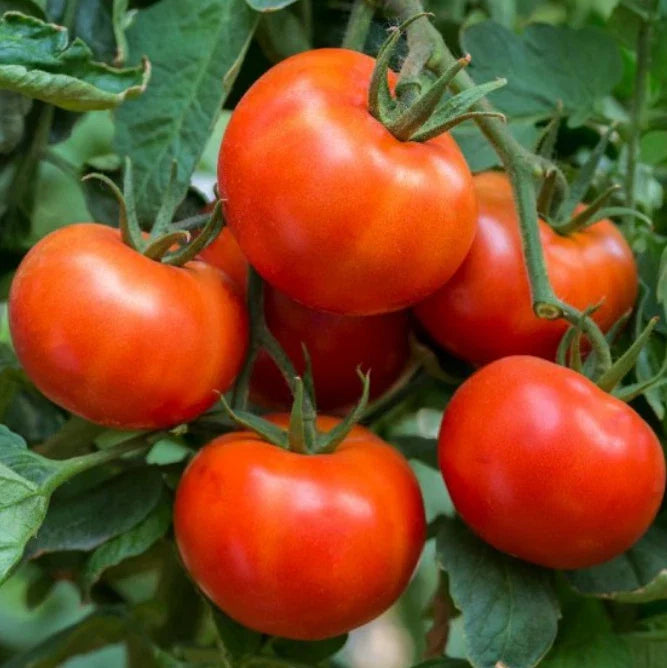 Tomato Seeds - 60 Count - Wisconsin 55 Indeterminate Heirloom Non-GMO - Solanum lycopersicum