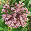 Common Milkweed Seeds 30+ Count | Asclepias Incarnata | Native Wildflower Perennial | USA Grown, Free Shipping