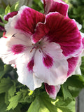 Geranium Live Plant, 6 Inch, White and Purple Combination, Pelargonium spp.