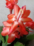 Thanksgiving Cactus 5 Pack Orange Schlumbergera Zygocactus Leaf Ready to Grow