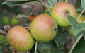 Stoke Red Apple Seeds - 25+ Count - Heirloom Variety - Malus domestica - Ideal for Garden Planting - USA Seller