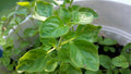 Greek Oregano Live Bareroot Plant Cutting 2-4" Green Culinary Aromatic Herb Origanum vulgare subsp. hirtum