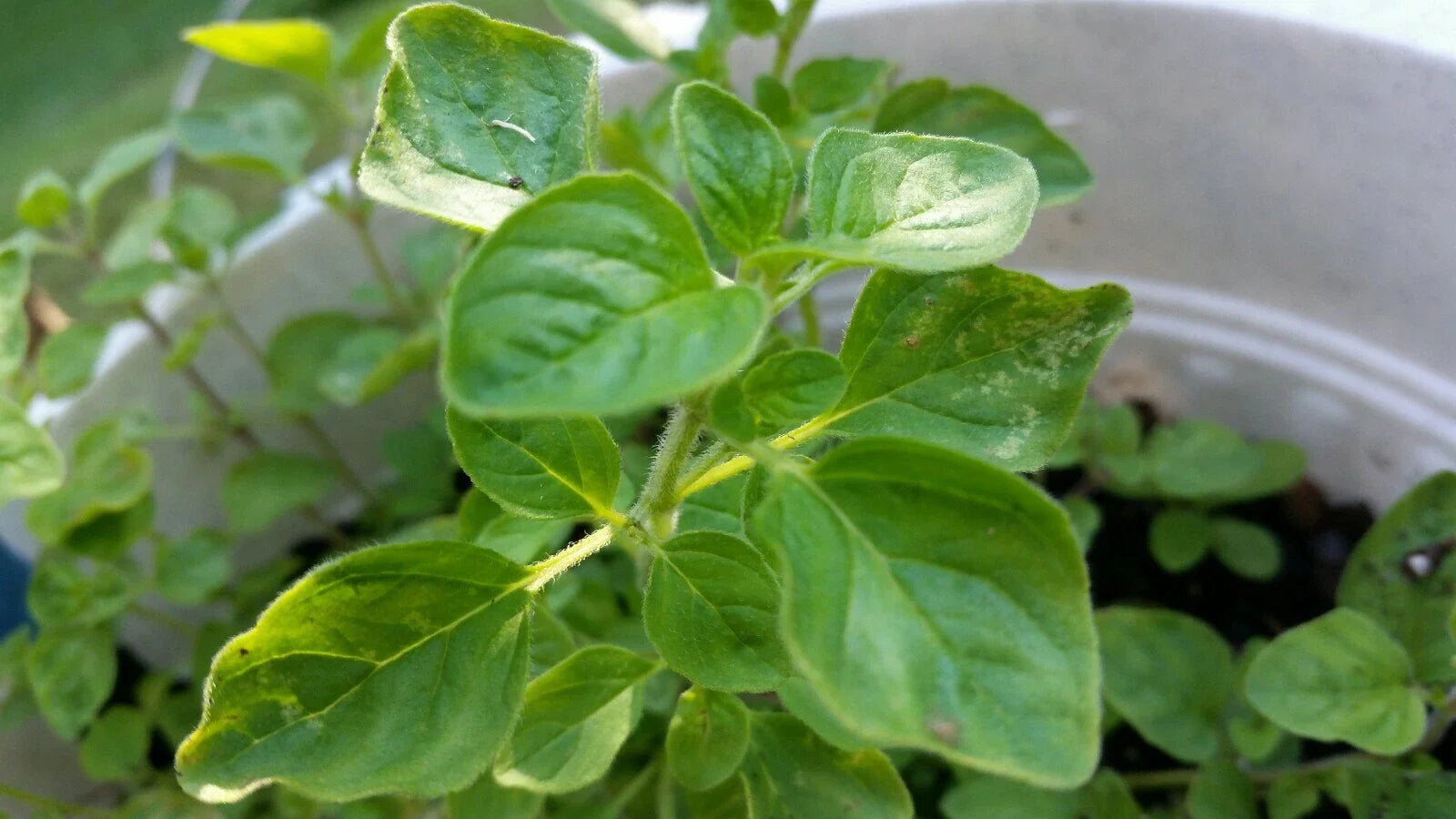 Greek Oregano Live Bareroot Plant Cutting 2-4" Green Culinary Aromatic Herb Origanum vulgare subsp. hirtum