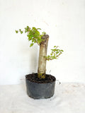 Parrot's Beak Plant - Pre-Bonsai - Gmelina philippensis - Fat Trunk Indoor Bonsai Tree
