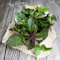 Thai Basil Seeds Non-GMO - Ocimum Basilicum Herb Seeds for Gardening - Fast Shipping Available