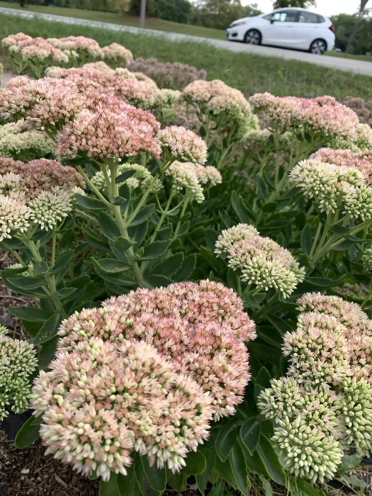 Sedum Autumn Joy Bare Root Plant - Pink Flowers - Attracts Bees - Sedum Telephium