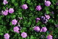 Glenluce Geranium Seeds - 25+ Pack for Garden Planting - Pelargonium × hortorum - USA