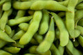 Be-Sweet 292 Edible Soybean Seeds - Fresh Soybean Seed - Glycine max - Non-GMO, Organic, FREE Shipping