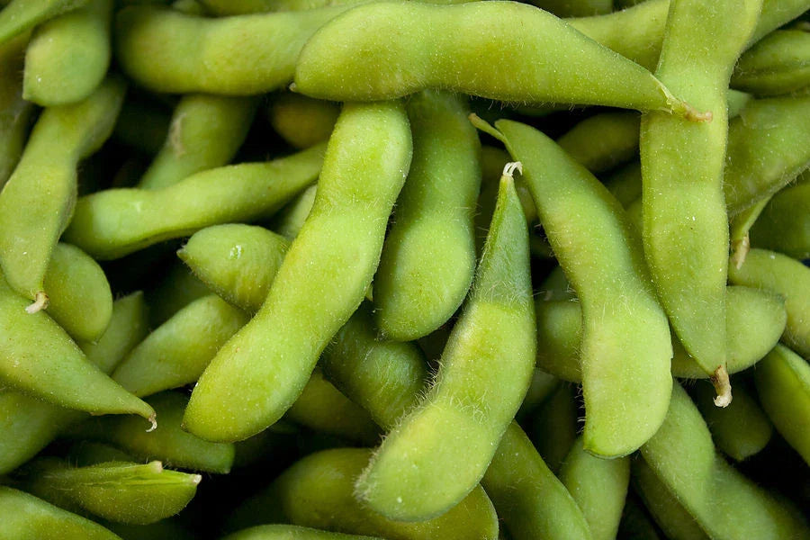 Be-Sweet 292 Edible Soybean Seeds - Fresh Soybean Seed - Glycine max - Non-GMO, Organic, FREE Shipping
