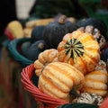Festival Winter Squash Seeds - Fresh Seed for Planting - Cucurbita maxima