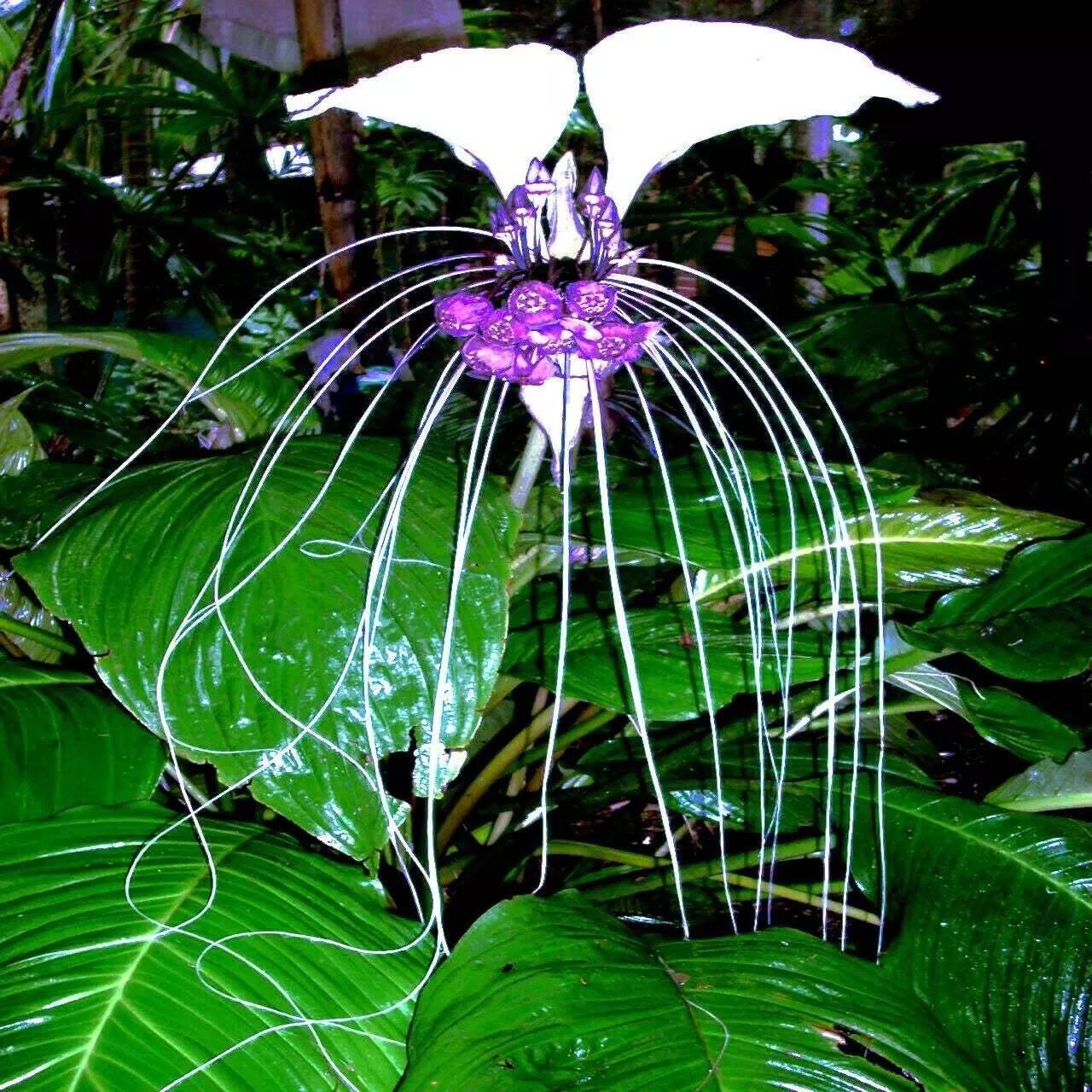 White Bat Orchid Seeds - 10 Pack - Exotic Tropical Houseplant - Tacca Integrifolia