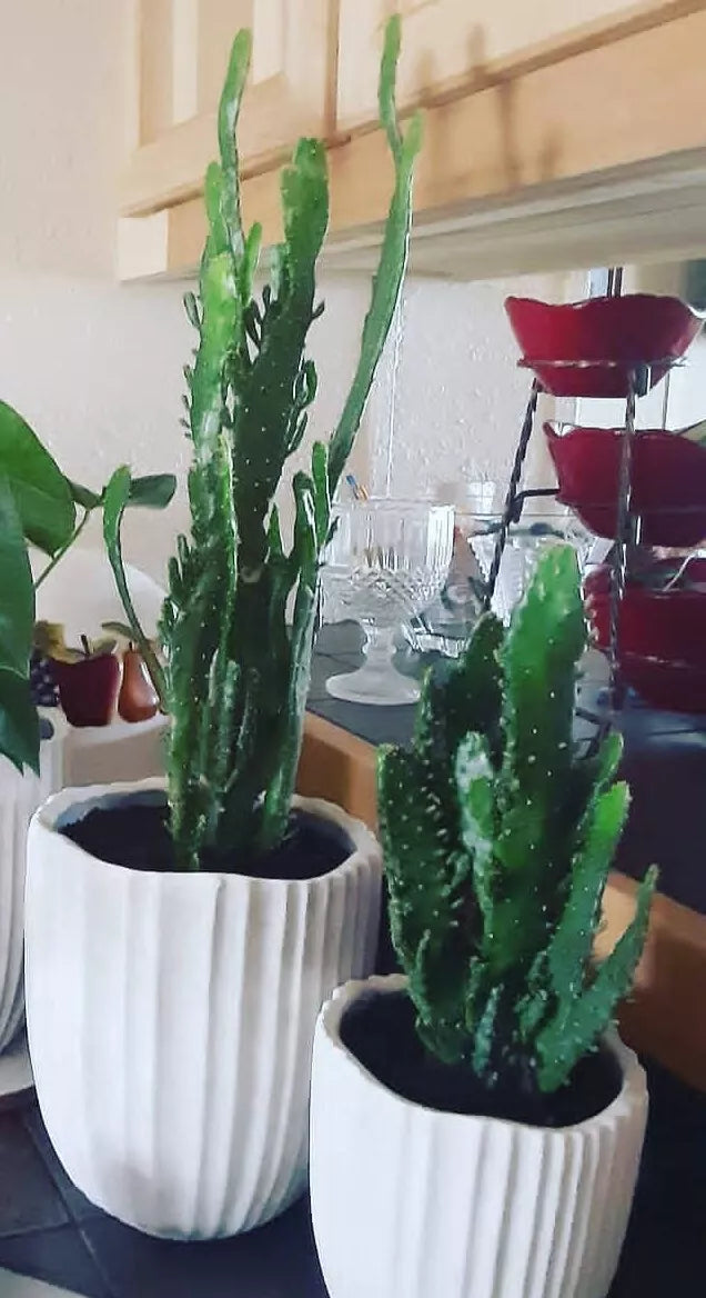 Joseph's Coat Cactus 4-6" Rooted Succulent - Opuntia monacantha variegata