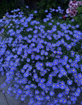 Blue Daisy Plant 3 Inch Pot, Well Rooted Perennial, 12 Inches Tall, Felicia amelloides