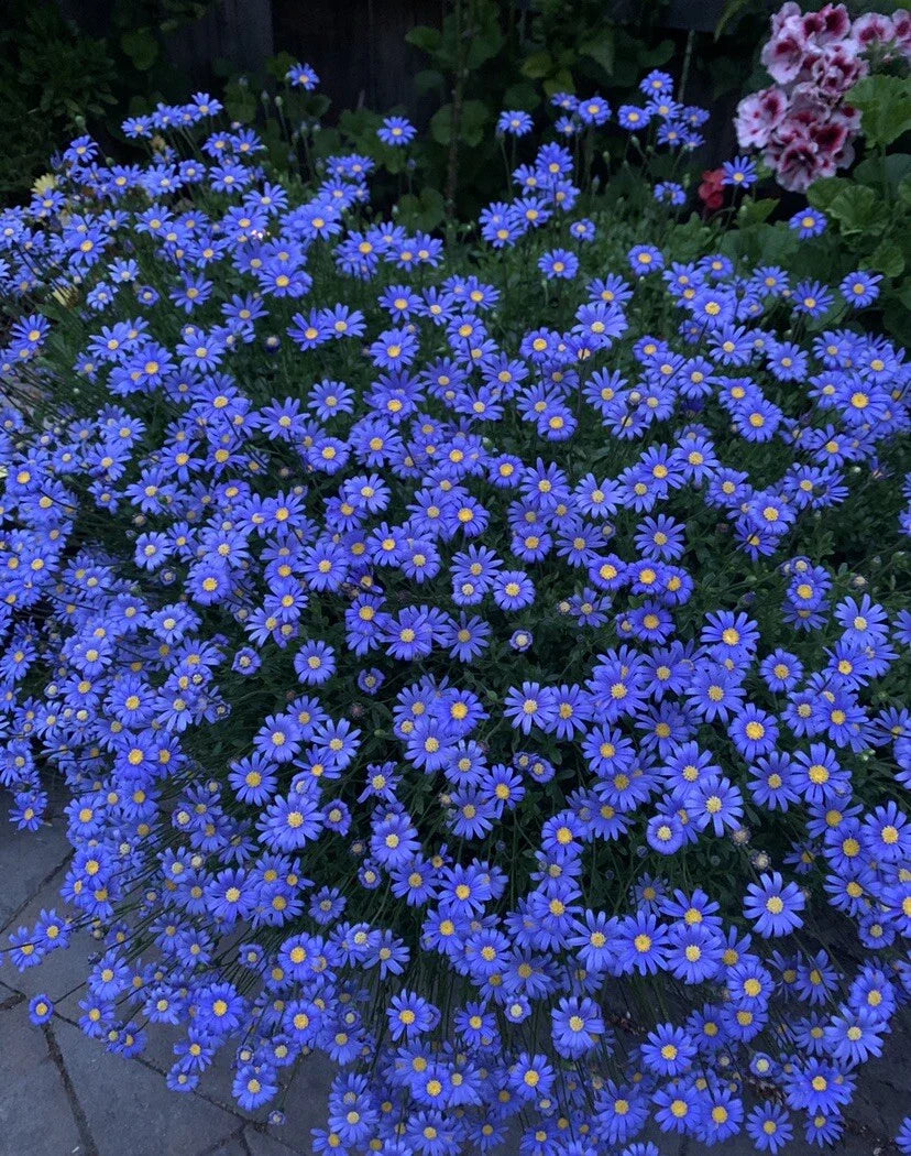 Blue Daisy Plant 3 Inch Pot, Well Rooted Perennial, 12 Inches Tall, Felicia amelloides