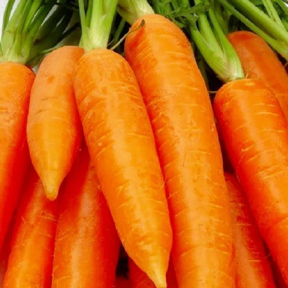 Chantenay Red Core Carrot Seeds | Heirloom Non-GMO | Fresh Garden Seeds for Planting | Daucus carota