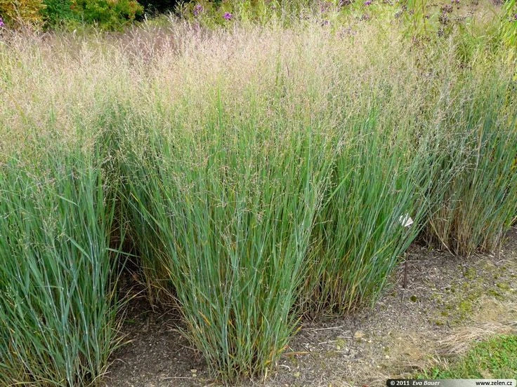 Switchgrass Ornamental Seeds - 25 Count Packet - Panicum virgatum - Native Grass for Landscaping and Erosion Control