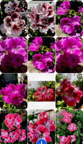 Live Geranium Plants Set of 3, Perennial Variety, 8 Inches Tall, Ideal for Garden Decoration, Pelargonium spp.