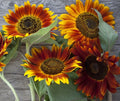 Sunflower Seeds - Autumn Beauty Variety, Vibrant Heirloom Blooms, Helianthus annuus