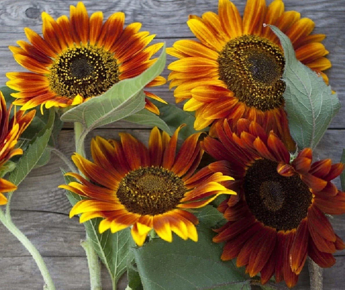 Sunflower Seeds - Autumn Beauty Variety, Vibrant Heirloom Blooms, Helianthus annuus