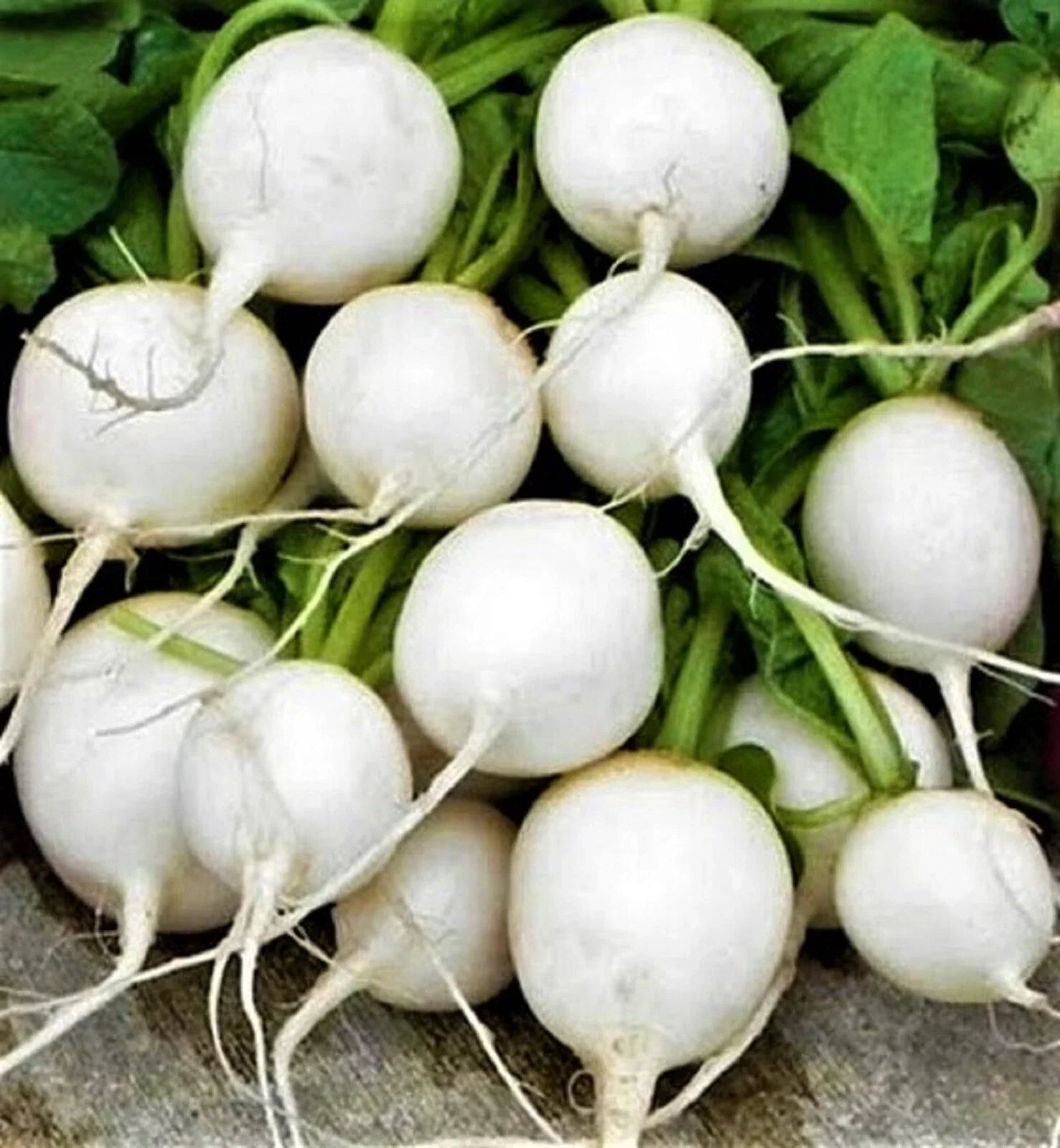 Hailstone Radish Seeds, Non-GMO, 200+ Seeds, Raphanus sativus, Fast-Growing Vegetable Garden Seeds