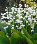 Live Plants - 5 Lily of the Valley Pips - Fragrant Convallaria majalis - Rooted Plant Collection