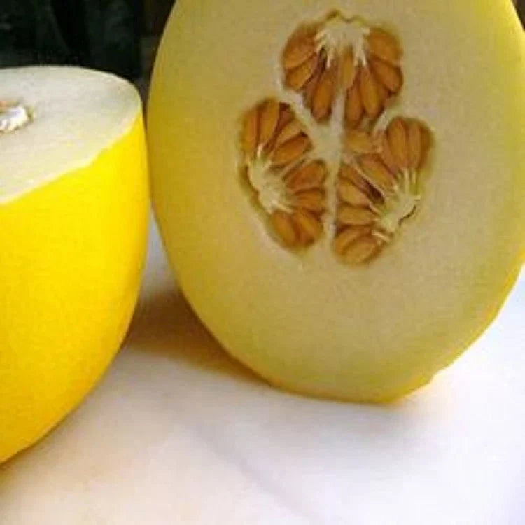 Organic Golden Yellow Musk Melon Seeds - Corral Honey Dew - Heirloom Variety for Home Gardening - Cucumis melo