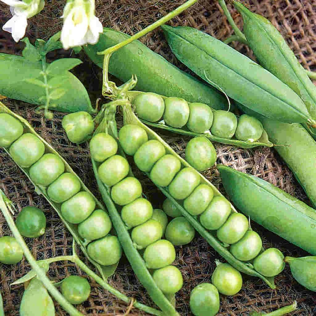 Garden Pea Seeds - Compact Semi-Dwarf, Non-GMO, Little Marvel Variety, Pisum sativum - Free Shipping Available
