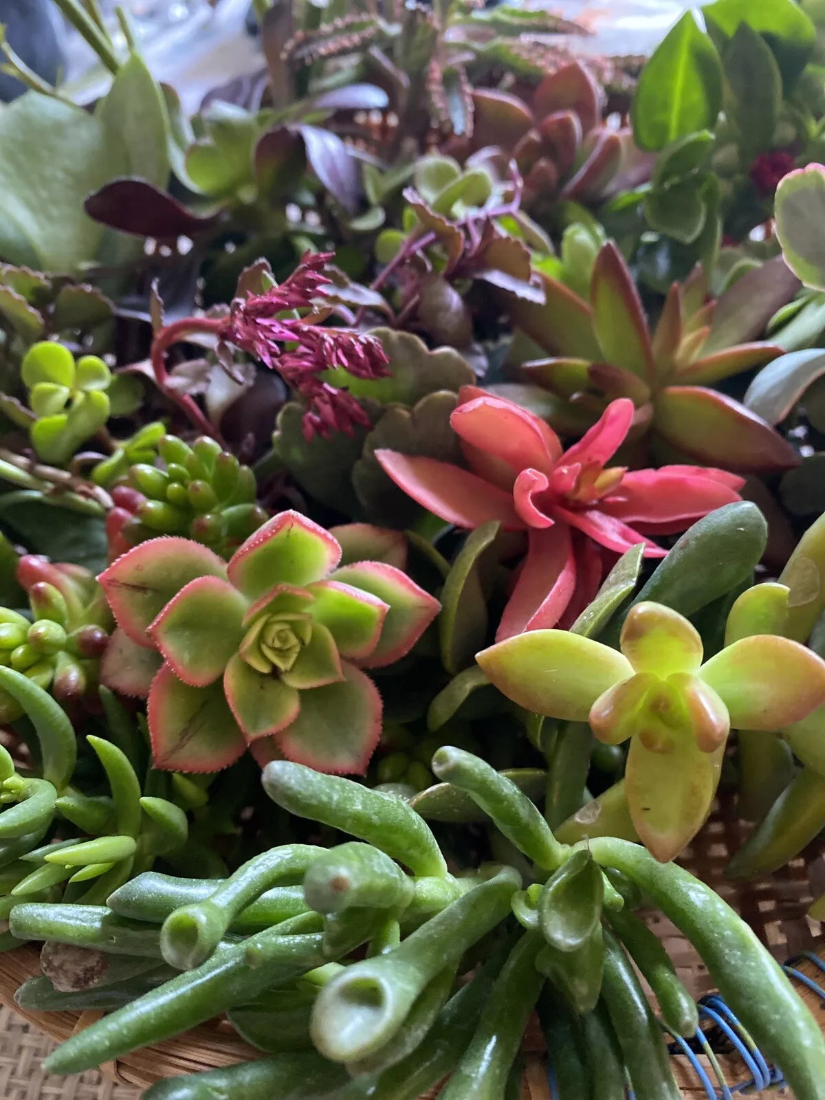 Fresh Succulent Cuttings Assortment of 5 Unique Varieties + 1 Free Cutting - Ideal for Plant Lovers & DIY Projects
