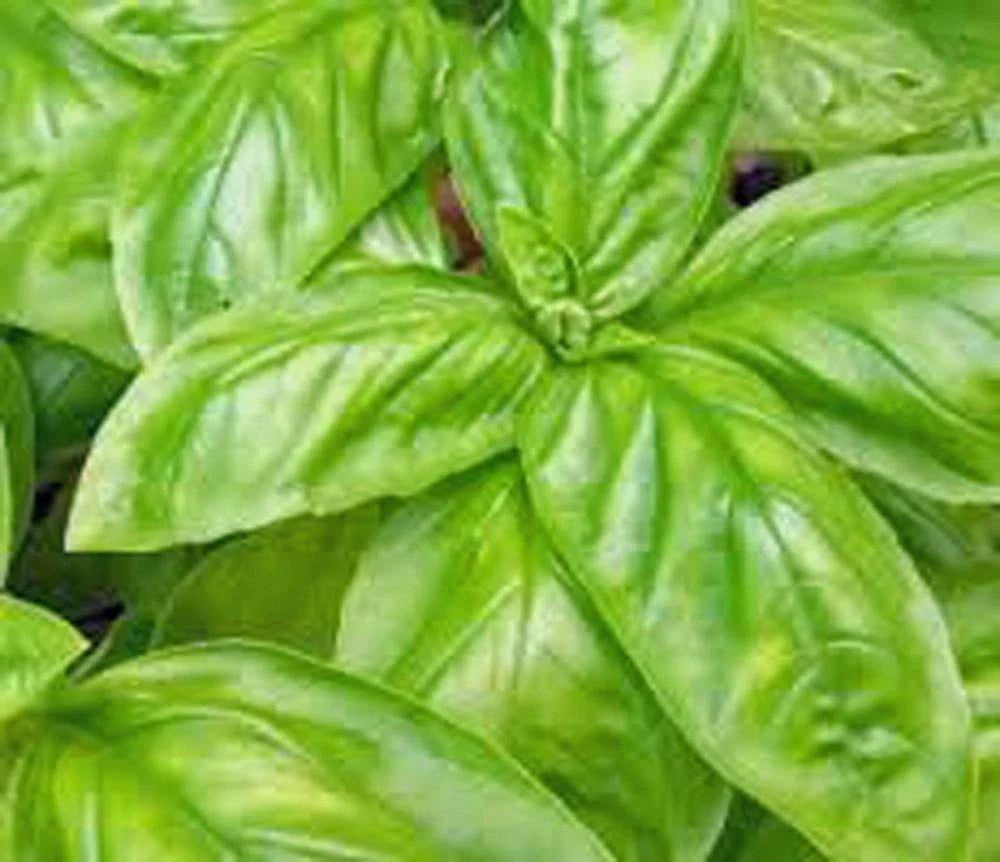 Basil Seeds, 100 Heirloom Italian Large Leaf Non-GMO, Culinary Herb, Ocimum basilicum