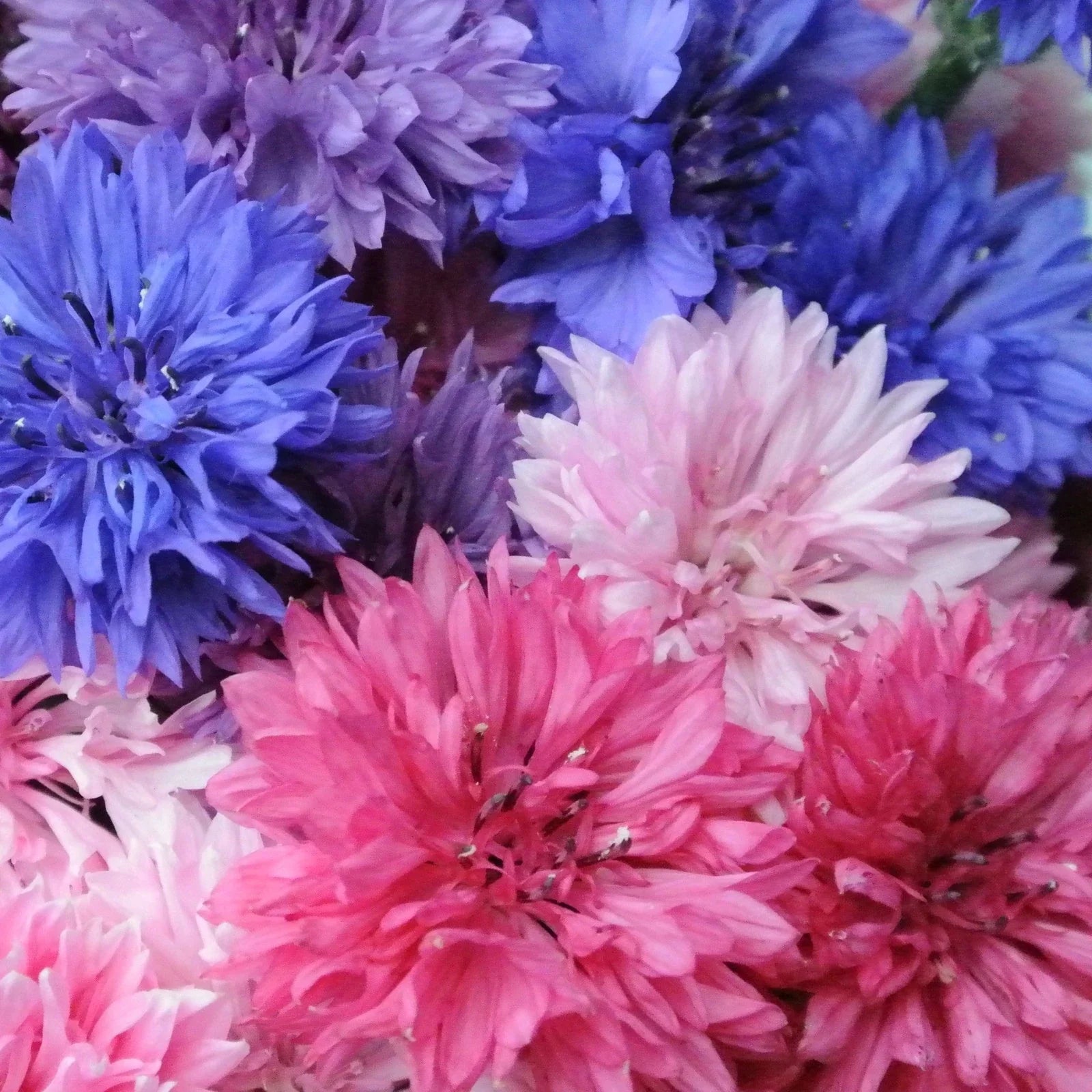 Cotton Candy Mix Bachelor Button Seeds - 1000+ Count - Centaurea cyanus - Ideal for 2025 Planting