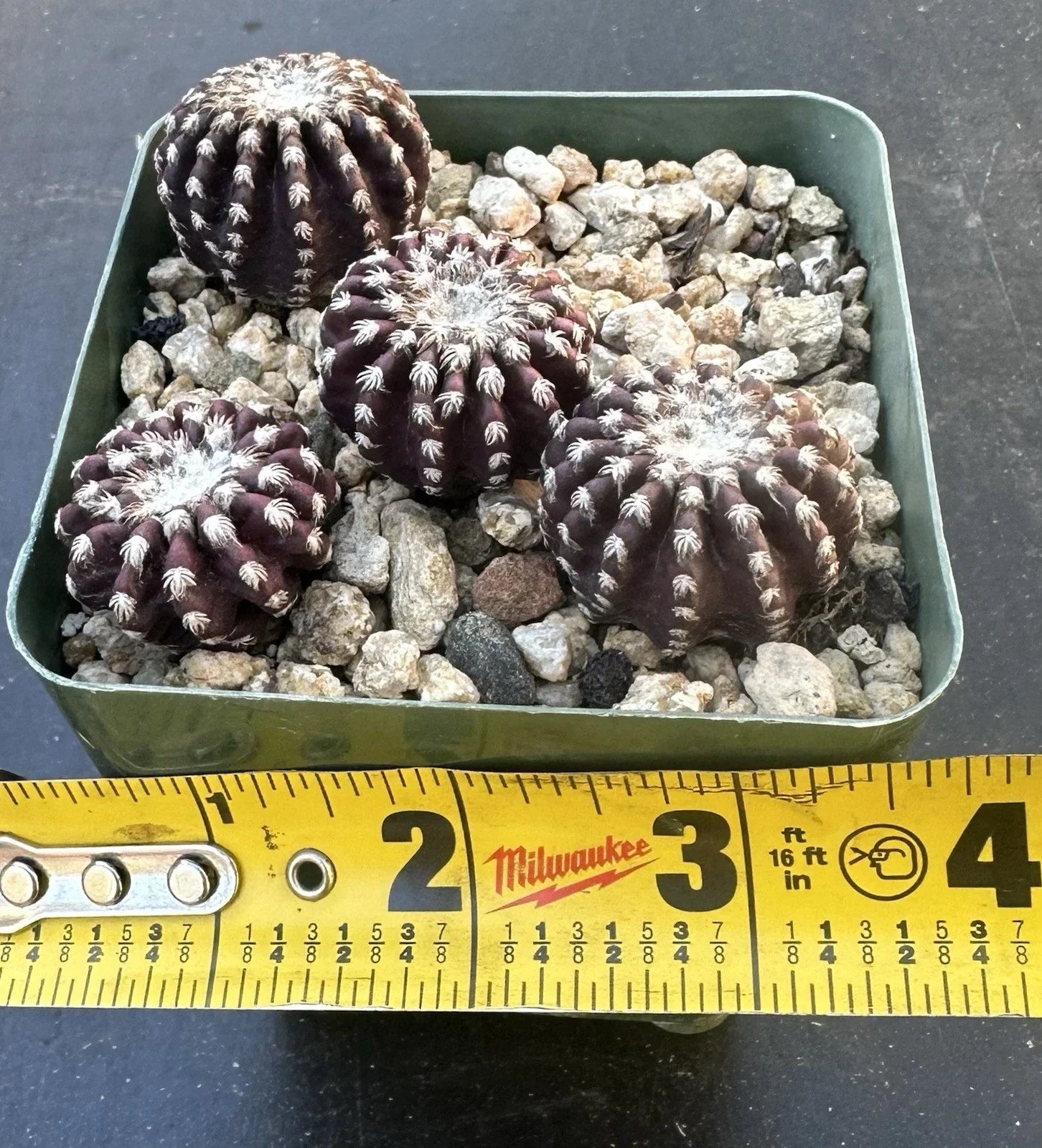 Discocactus Horstii RARE Cactus Plant - Own Roots, Healthy Seed-Grown Specimen - Discocactus Horstii, Unique and Challenging Cacti