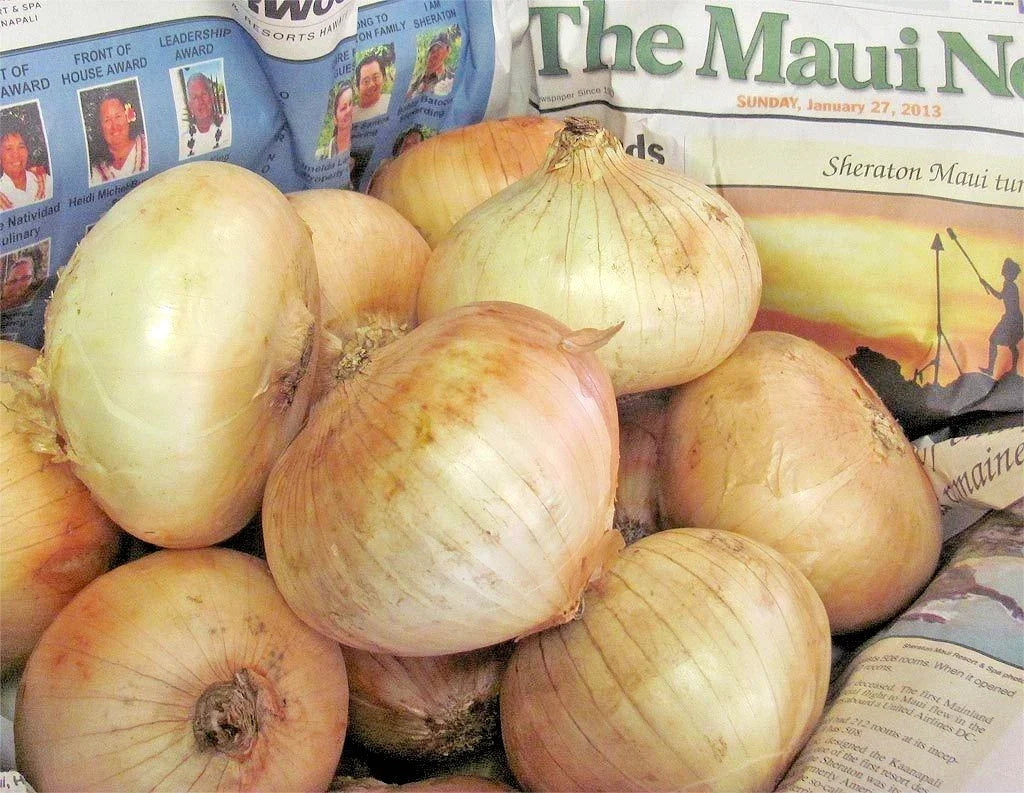 Organic Maui Sweet Onion Seeds - Short Day Variety for Spring & Fall - Native Vegetable Garden